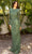 Primavera Couture 12001 - Beaded Jewel Neck Evening Gown Special Occasion Dress 4 / Sage Green